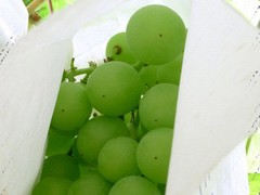 Iڬݤj